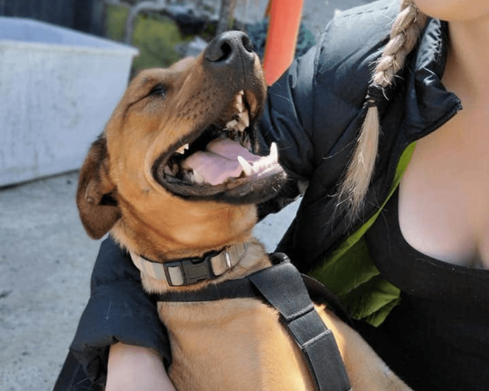 A Starting Over Dog Rescue foster carer with their foster dog