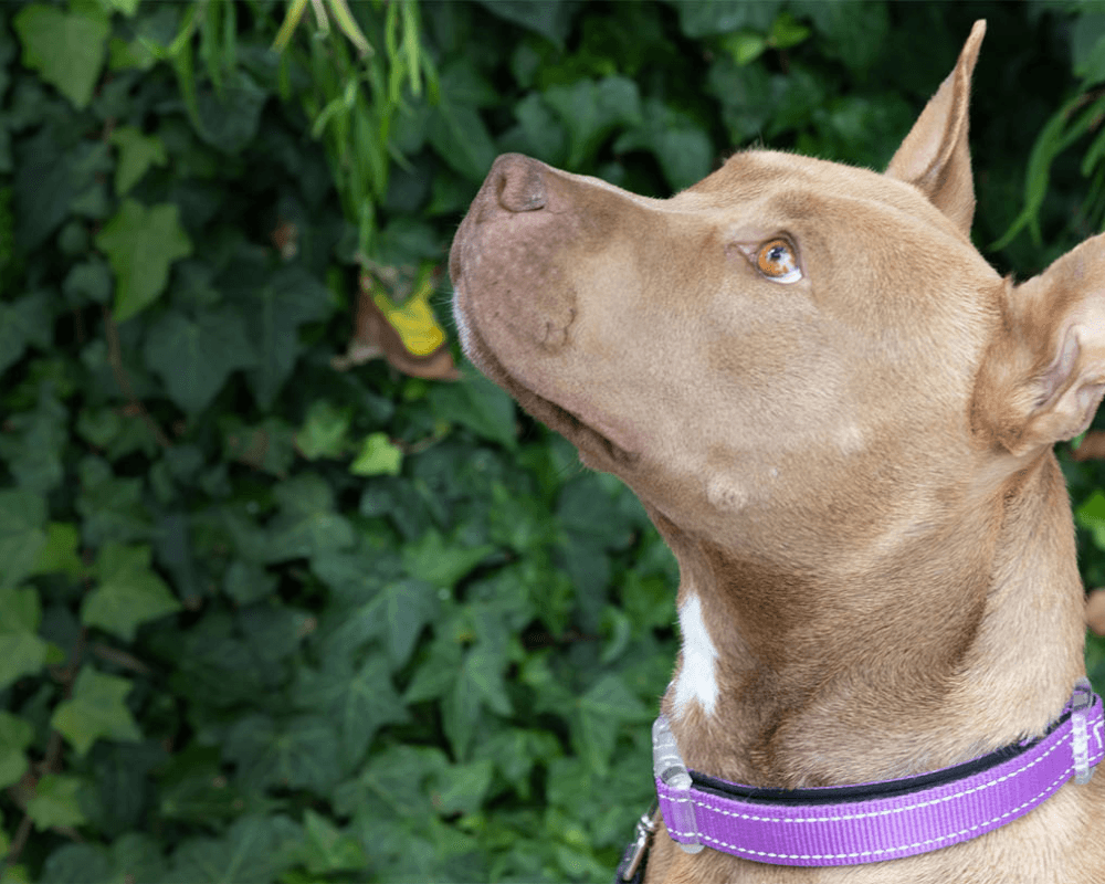 A dog settled in with its Starting Over Dog Rescue foster carer