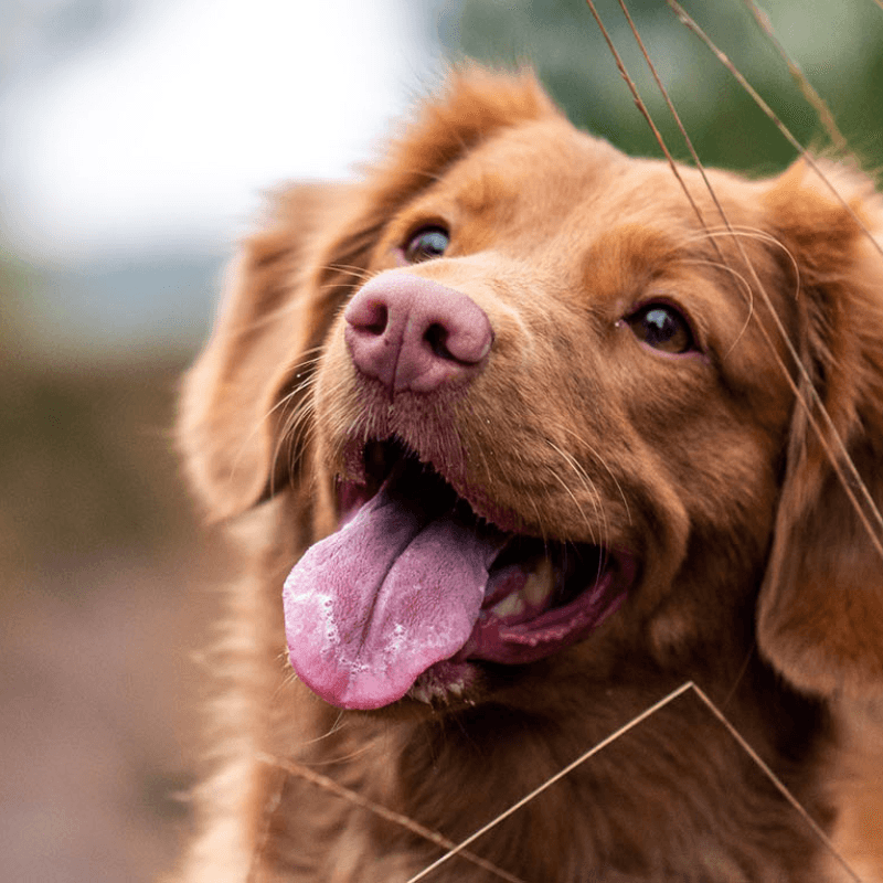 A dog in Starting Over Dog Rescue's foster care