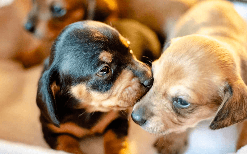 Puppy toilet training