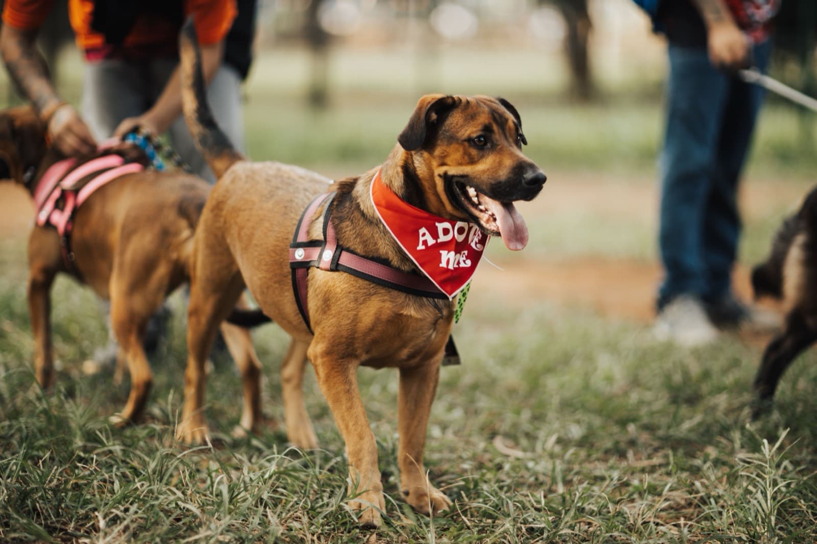 Bringing your dog home