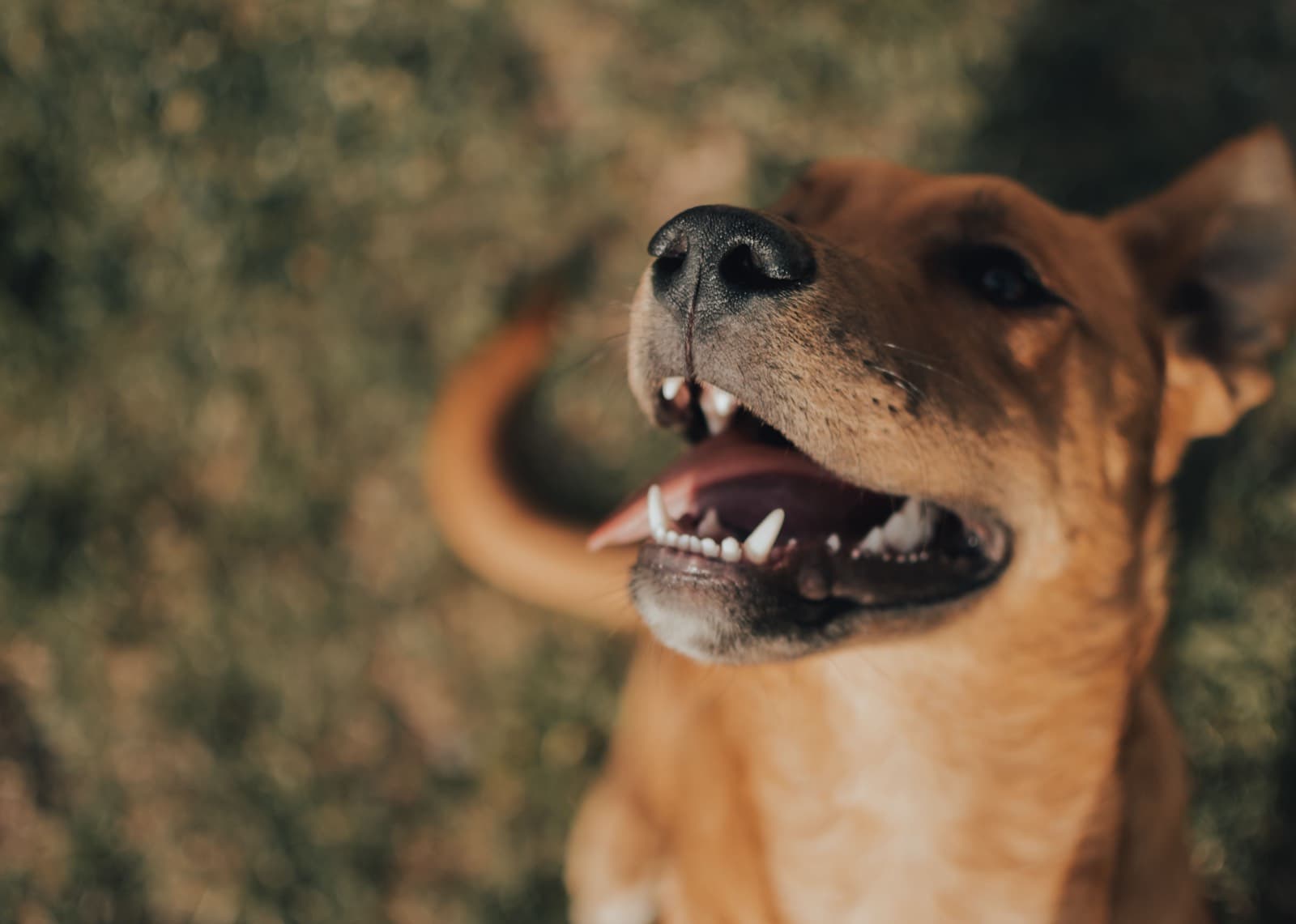 Dog dental health