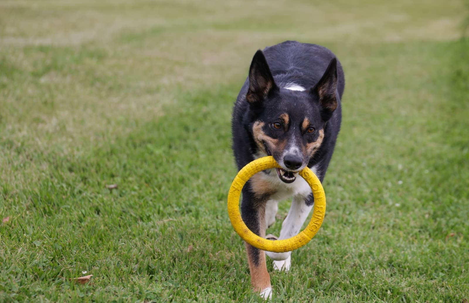 Dog enrichment