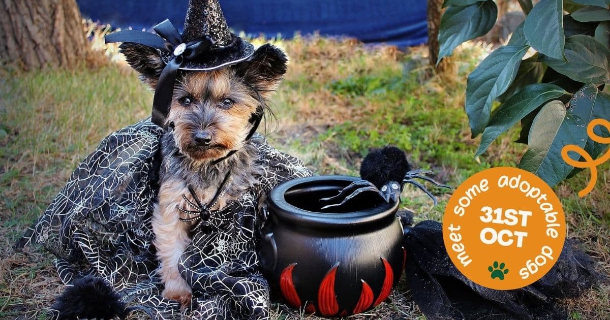 Macleod Halloween Markets