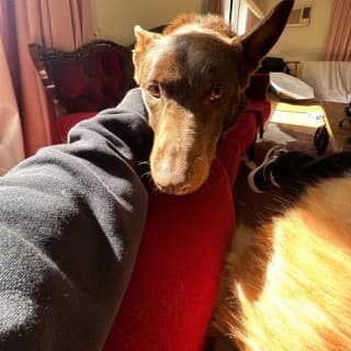Lancelot
