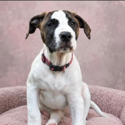 Squinny