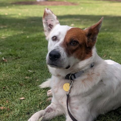 Paquito