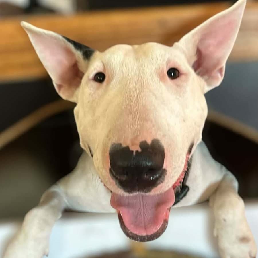 Mooboo, photo 1 of 9