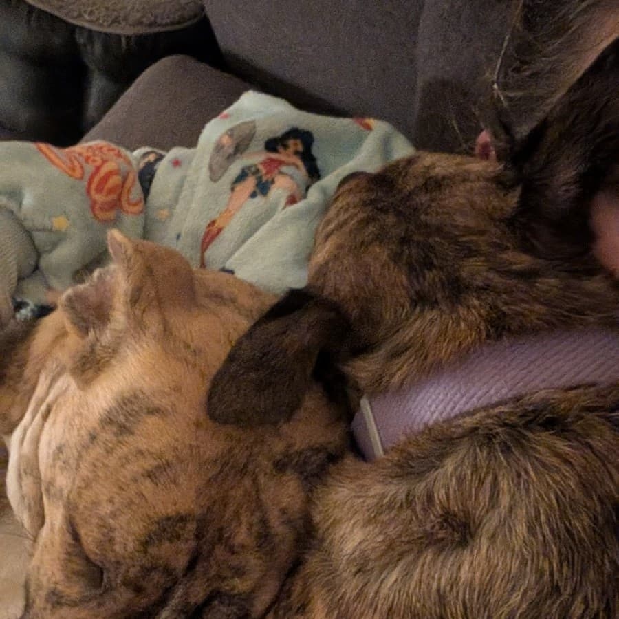 Podrick, photo 7 of 9