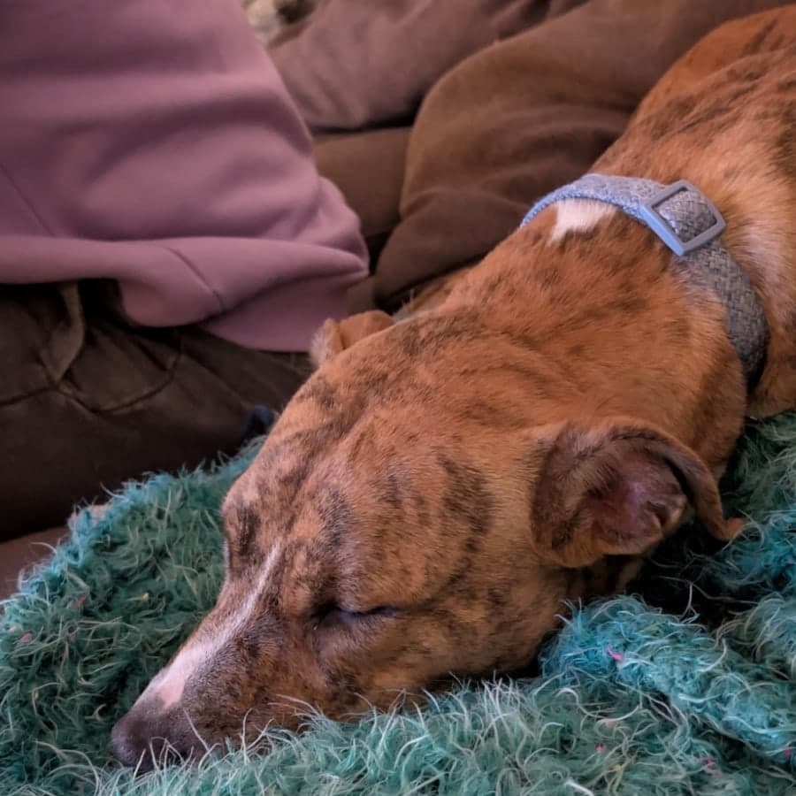 Podrick, photo 9 of 9