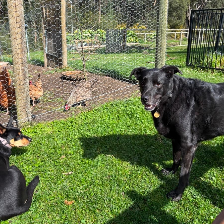 Calorie, photo 4 of 6