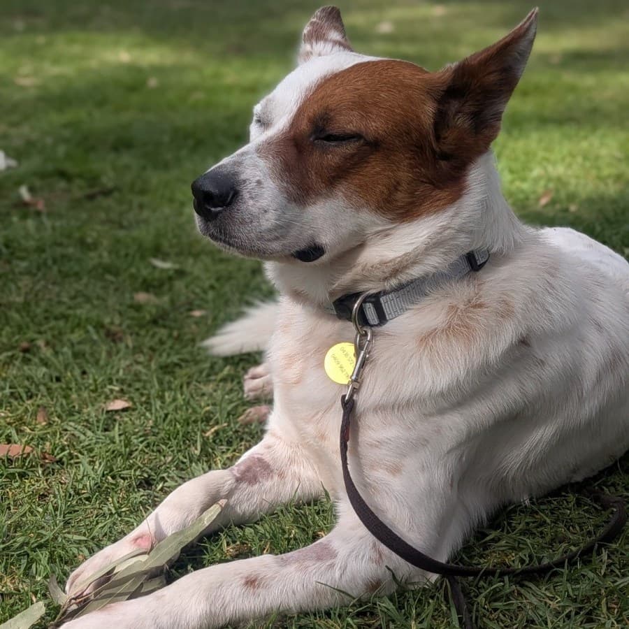 Paquito, photo 4 of 5