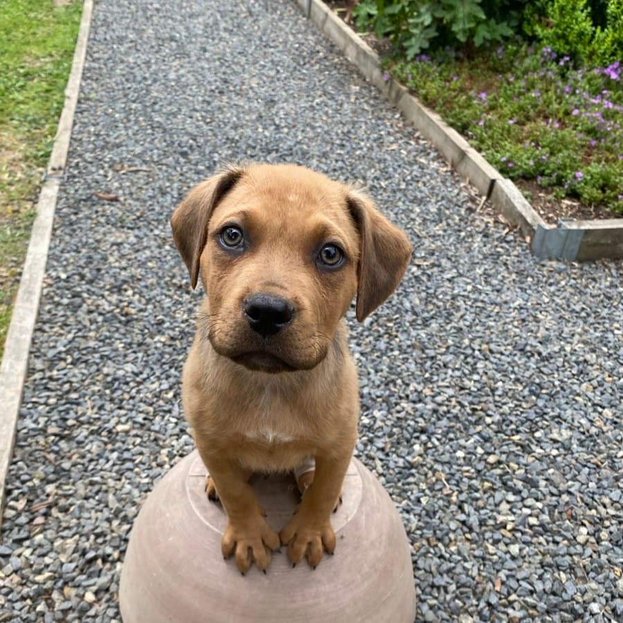 Hey Jude, photo 8 of 8
