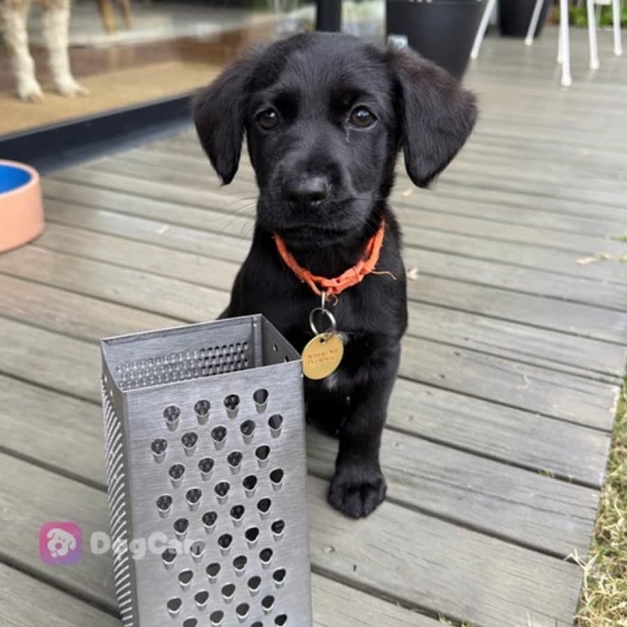 Grater, photo 1 of 4