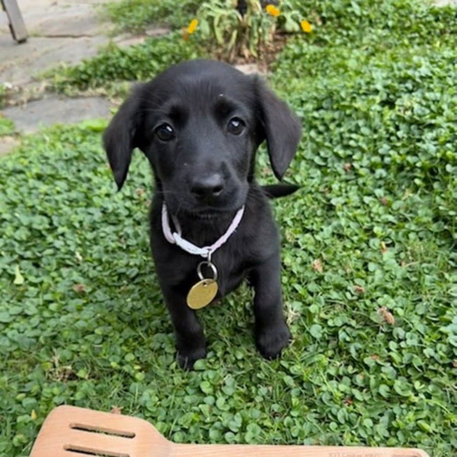 Spatula, photo 1 of 4