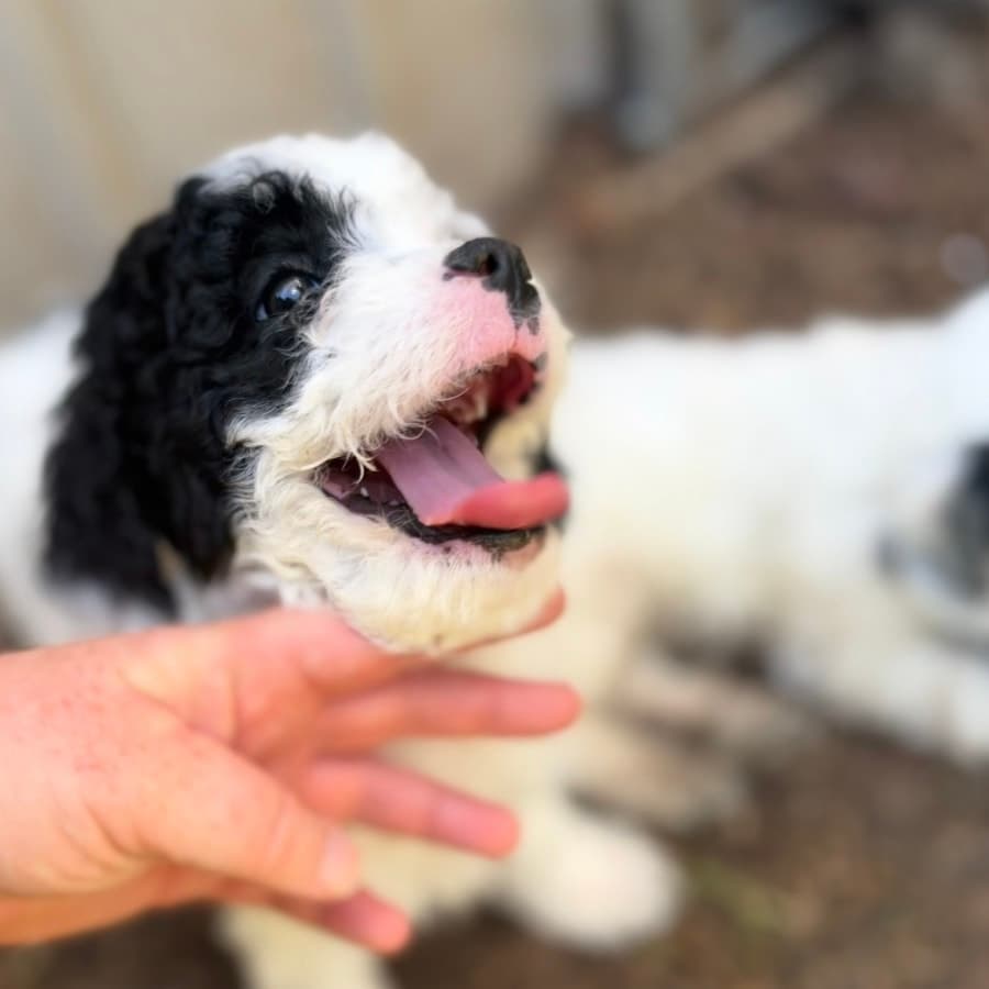 Toji, photo 2 of 9