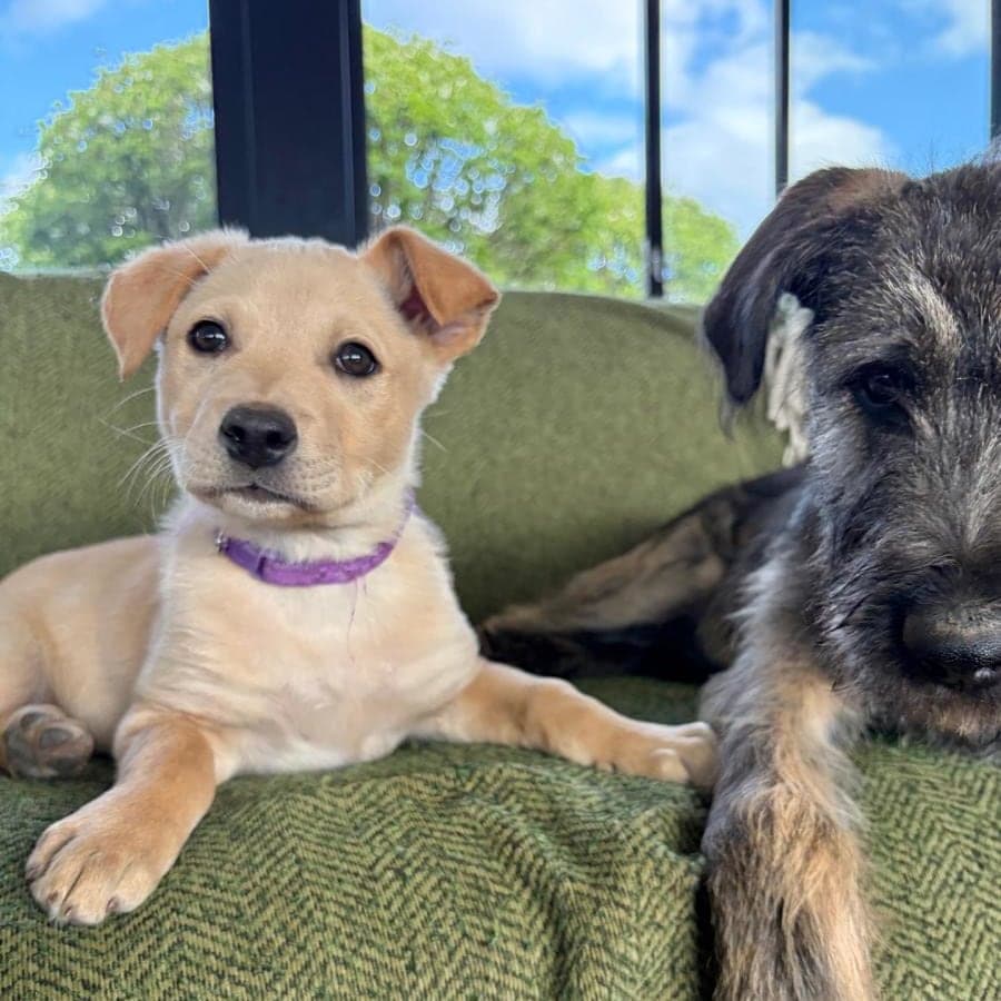 Lab Mix Rescue Cannondale — Adopt a Labrador Retriever Mix in Victoria | Starting Over ...