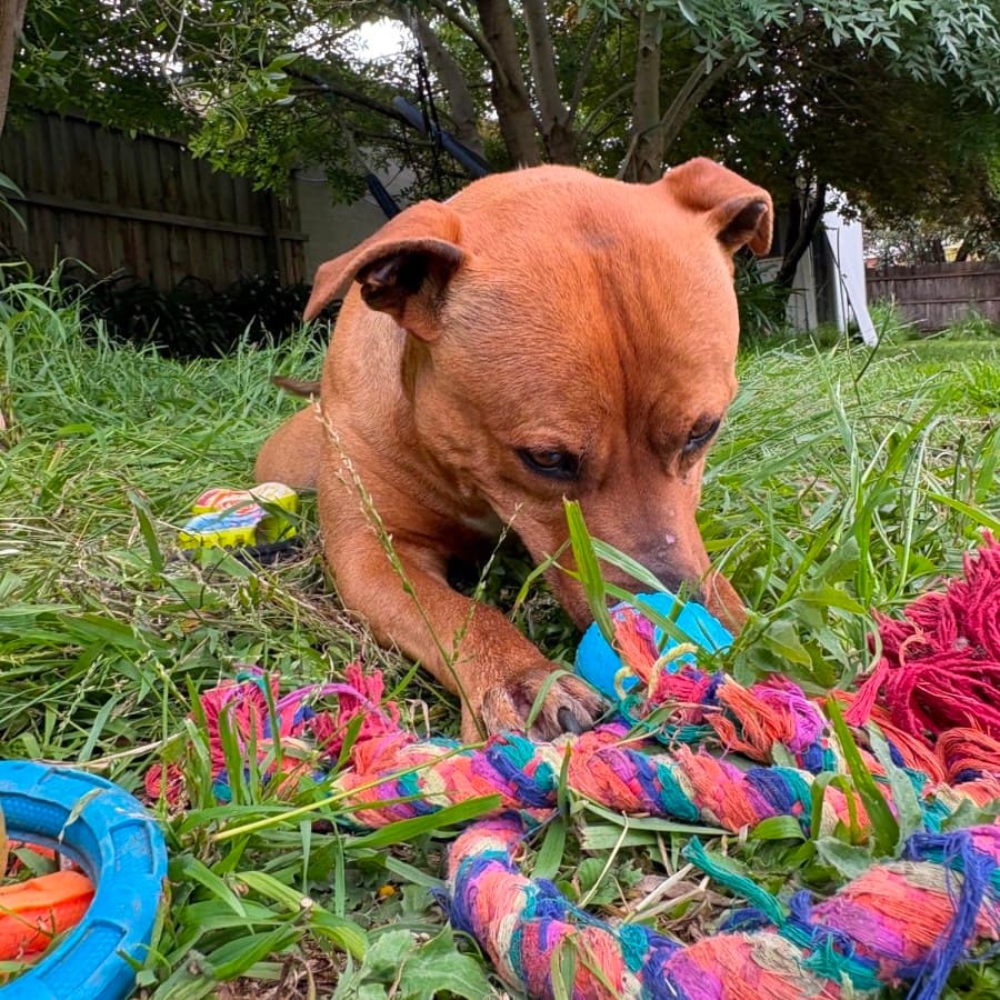 Cat Over Dog Goober — Adopt a Staffordshire Bull Terrier Mix in Victoria | Starting ...